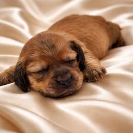 Bea - Sable female Dachshund puppy in Los Angeles, California from Sterling Dachshunds