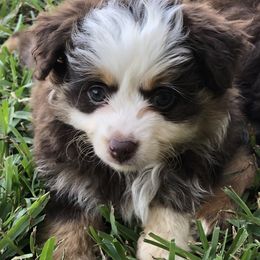 Toy Australian Shepherd Puppies from South Paw Toy Aussies
