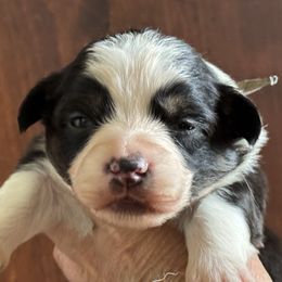 Biscuit-Blue collar tri boy - Black and tan male American Corgi puppy in Benjamin, Utah from Nuna’s  Corgis