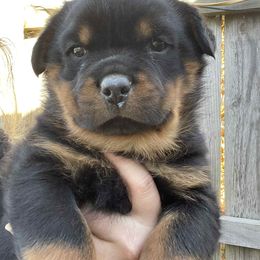 Red Boy - Black and tan male Rottweiler puppy in Industry, Illinois from KDKs Kennels