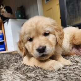 Cody - Golden Retriever puppy in Anchorage, Alaska from Denali Golden Retrievers
