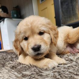 Cody - Golden Retriever puppy in Anchorage, Alaska from Denali Golden Retrievers