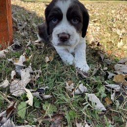 English Springer Spaniel Puppies from Cedar Ridge Kennels