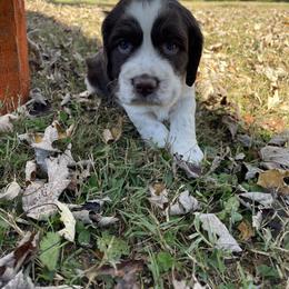 English Springer Spaniel Puppies from Cedar Ridge Kennels