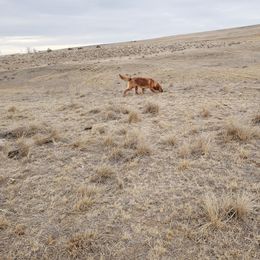 Cara - Golden Retriever