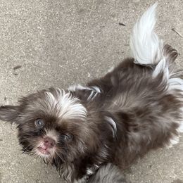 Lacey - Liver and white female Shih Tzu puppy in Metropolis, Illinois from Super City Kennels