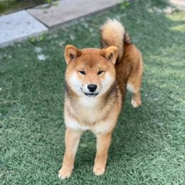 Hotch junior - Shiba Inu