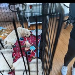 Golden Retriever Puppies from Mountain Sky Goldens