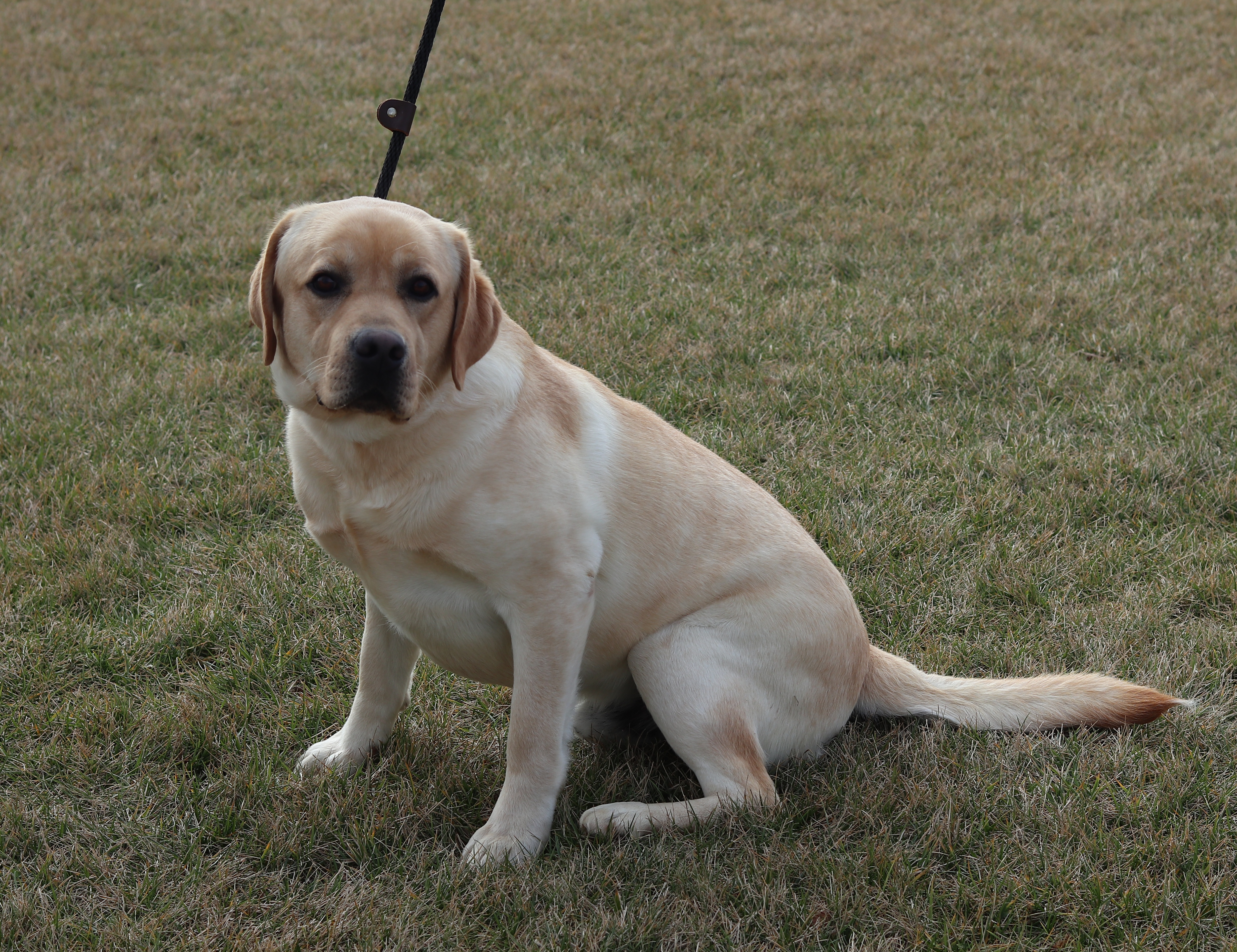 Taigen - Labrador Retriever