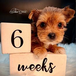 Girl 3 Periwinkle - Tan female Yorkshire Terrier puppy in Machesney Park, Illinois from Three Yorkie Family