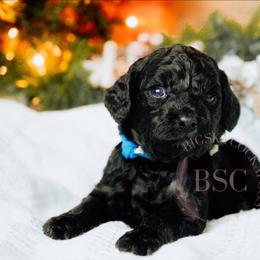 Blue collar - Black and tan male Cockapoo puppy in Missoula, Montana from Big Sky Cockapoos