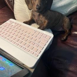 Dachshund Puppies from Army of Dachshunds