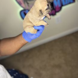 French Bulldog Puppies from Custom Made Frenchies LLC