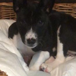 Basenjis and Italian Greyhounds from Khani's Basenjis and Italian Greyhounds