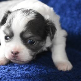 "Dove. Longhaired out of Korra and Tooki." Chihuahua Puppies from The Fifth Element Kennel