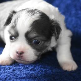 "Dove. Longhaired out of Korra and Tooki." Chihuahua Puppies from The Fifth Element Kennel