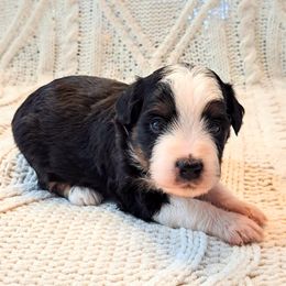 Girl 4 - female Miniature Australian Shepherd puppy in Moscow, Idaho from Panhandle Australian Shepherds