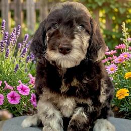 Hamilton - Merle male Goldendoodle puppy in Tybee Island, Georgia from Castaway Doodles