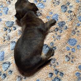 Dachshund Puppies from Witchy Woman’s Wiener’s
