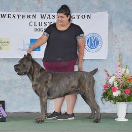 Kion - Cane Corso