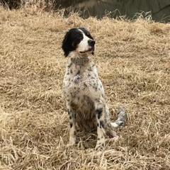 Lily - English Setter