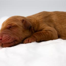 Jasmine Blue Boy - Dark golden male Golden Retriever puppy in Lafayette, Alabama from Elm Hollow Golden Retrievers