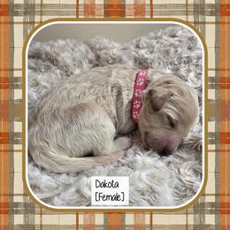 Dakota - Cream female Goldendoodle puppy in Richmond, Virginia from Highland Grove Doodles, LLC