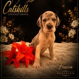 Fuscia - Mantle merle female Great Dane puppy in Liberty, New York from Catskills Greatest Danes