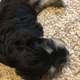 Miniature Schnauzer and Poodle Puppies from Bits & Bytes Farm