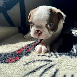 Boston Terrier Puppies from Xavier's Uncanny Boston Terriers