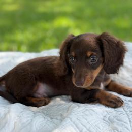 Tommy- 2500 - Piebald male Dachshund puppy in Arab, Alabama from Cantrell’s Dachshund Den