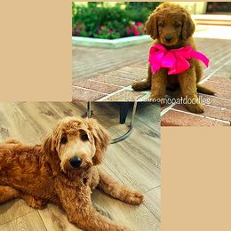 Zuri or Mila - Goldendoodle