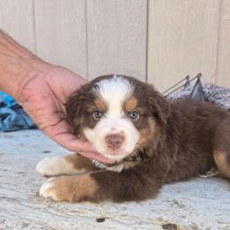 Mr. Jackpot - Red tri male Toy Australian Shepherd puppy in Dolan Springs, Arizona from High Desert Companions