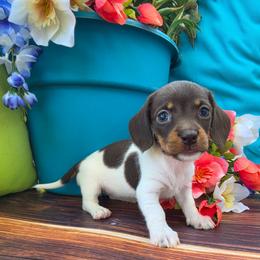 Poppy - Piebald female Dachshund puppy in Florence, Arizona from Doxie Town Az