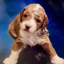Coral - Phantom female Goldendoodle puppy in Great Falls, Montana from AnneLuna Goldendoodles