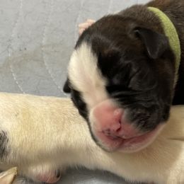 Boy 2 - Brindle Boxer puppy in Bethel Park, Pennsylvania from Goodfella Boxers