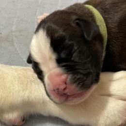 Boy 2 - Brindle Boxer puppy in Bethel Park, Pennsylvania from Goodfella Boxers