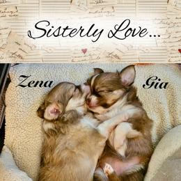 Gia - Chocolate sabled fawn female Chihuahua puppy in South Charleston, Ohio from Fine Whines & Lickers