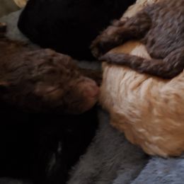 Poodle Puppies from Polly Wally Doodles and Poodles