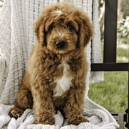 Blue Collar Boy - Red Assorted Doodle Crosses puppy in Hebron, Indiana from Duneland Doodles