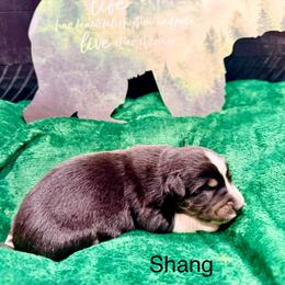 Li Shang - Black tri-color male Australian Shepherd puppy in Vernal, Utah from Dancing M Kennels