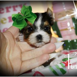 Finn - Parti male Yorkshire Terrier puppy in Warren, Michigan from Danielle's Yorkie & Shih Tzu Babies
