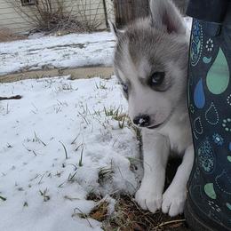 Siberian Husky Puppies from Northern Staar Kennel