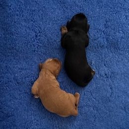 Harvest Moon Cavaliers Willis (temporary name) - Black and tan Cavalier King Charles Spaniel puppy in Poolesville, Maryland from Harvest Moon Cavaliers Expecting April 2025