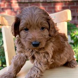 Chestnut - Red  male Goldendoodle puppy in Mapleton, Utah from Skyridge Doodles