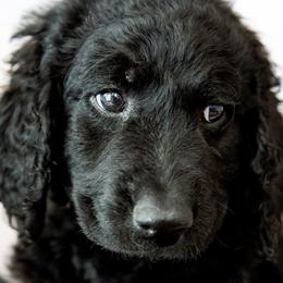 Mr. Cyan - Black male Goldendoodle puppy in Gotha, Florida from Perlune Farms
