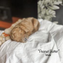 “Peanut Butter” - Red  Goldendoodle puppy in Cleburne, Texas from Garrett Family Doodles