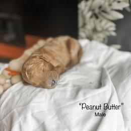 “Peanut Butter” - Red  Goldendoodle puppy in Cleburne, Texas from Garrett Family Doodles