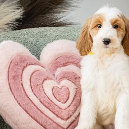 Bernedoodles, Cockapoos, and Goldendoodles from Deaz Doodle Ranch