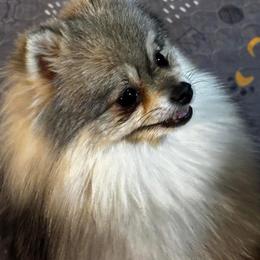 Gypsy - Pomeranian